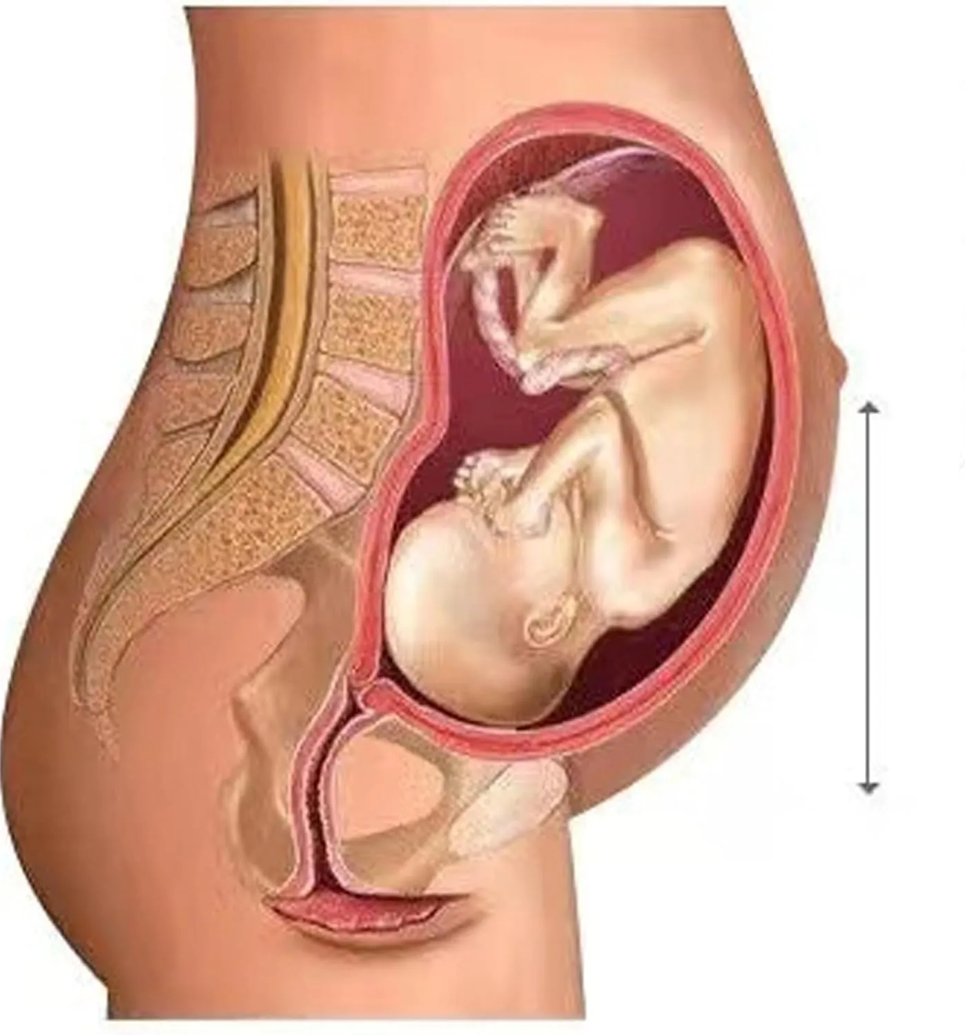 Maternity Shapewear for Dresses Thighs Chaffing Pregnancy Underwear Belly Support Shorts Slip Belly Band Baby Shower